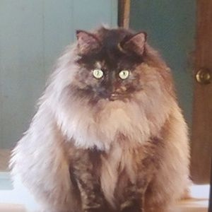 Meet your Posher, Victoria